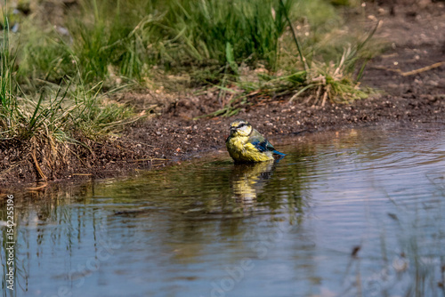 Blue tit resting briefly in shallow water after bathing, with clear reflections and green grass in the