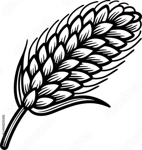 Black and white hand drawn barley ear illustration with detailed grains and leaves for agricultural design