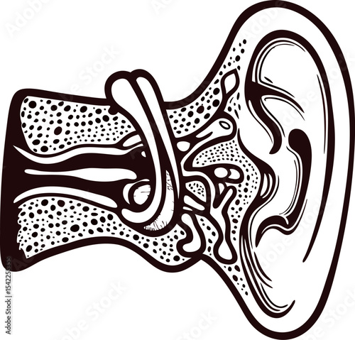 Hand drawn anatomical illustration of human ear with detailed structure in vintage engraved