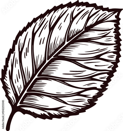 Hand drawn detailed leaf isolated on white background botanical vintage illustration with visible veins and serrated edges