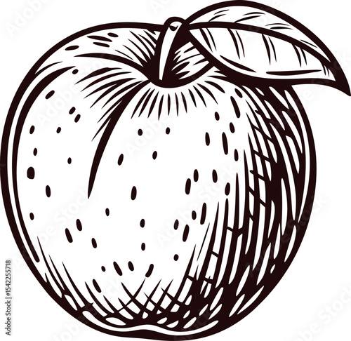 Hand drawn apple with leaf isolated on white background vintage engraved botanical fruit illustration