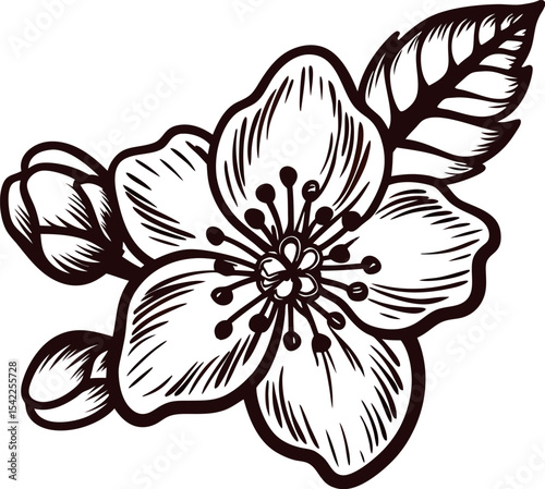 Detailed hand drawn cherry blossom flower with buds and leaf in vintage engraving black and white illustration