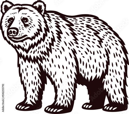 Hand drawn grizzly bear illustration with detailed fur texture in vintage engraved