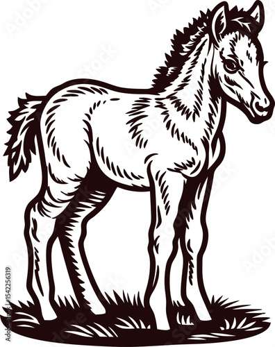 Vintage engraved illustration of young foal standing on grass in classic hand drawn