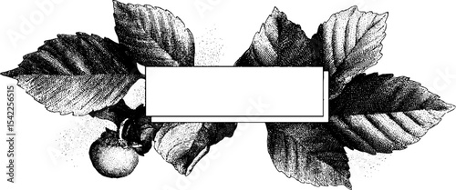 Vintage beech tree leaf border with engraving style for decorative design