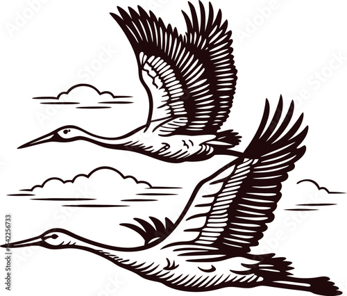 vintage engraved illustration of two flying cranes in the sky with clouds, monochrome bird sketch design