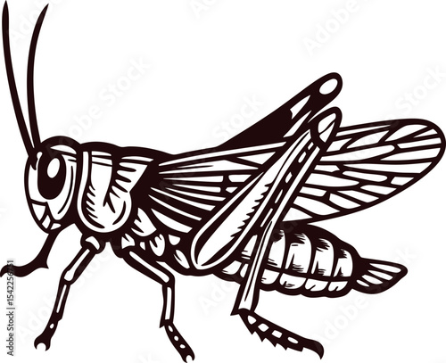 Vintage engraved sketch of a grasshopper insect in profile view with detailed wings and legs illustration
