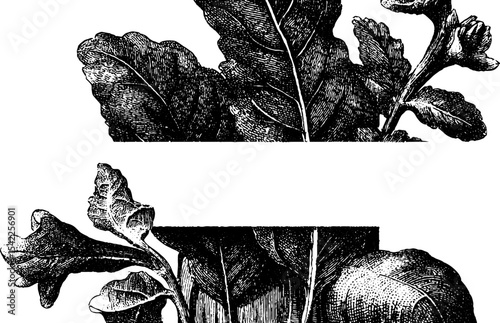 Vintage botanical herb border in engraving style for design and decoration