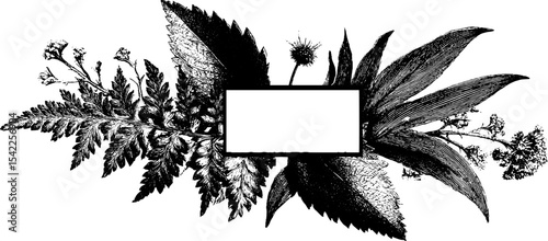 Botanical fern border in vintage engraving style. Detailed black and white illustration