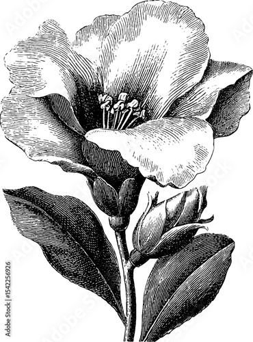 Vintage botanical specimen engraving with flowering plant design for art and decor