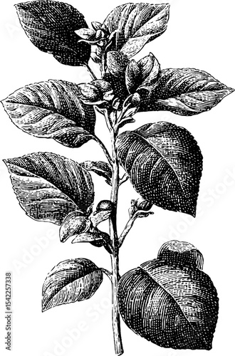 Vintage botanical illustration of leaves and flowers in engraving style design