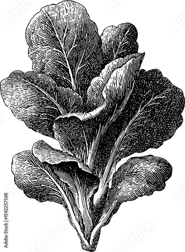 Vintage cabbage leaf engraving design for botanical art and prints