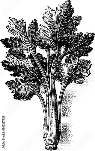 Celery stalks in vintage engraving style for botanical art and design