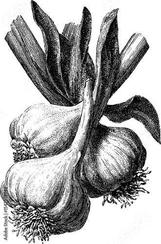 Vintage engraving of garlic bulbs and leaves for kitchen decor or culinary projects