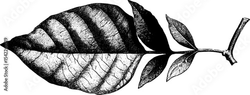 Vintage engraving of dried leaf vein texture for botanical art design