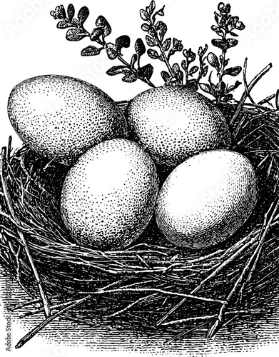 Vintage engraving style eggs and herbs nest frame - perfect for easter decoration and spring designs