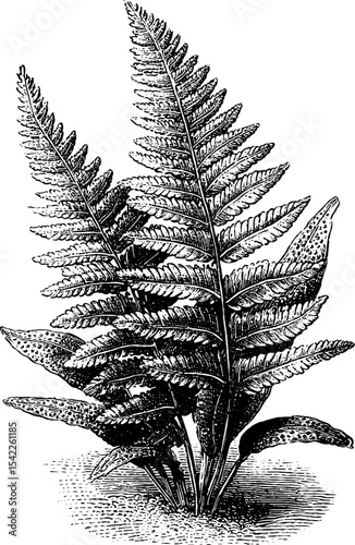 Vintage engraving style fern border with spores for nature design projects
