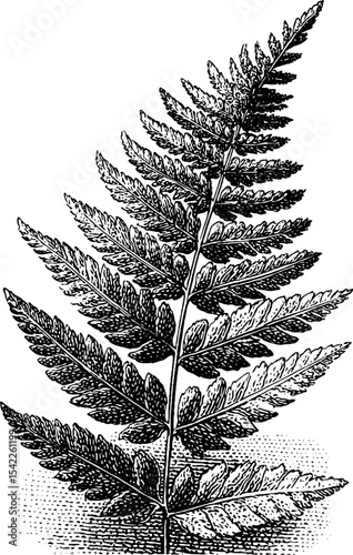 Fern border with spores in vintage engraving style for botanical design projects