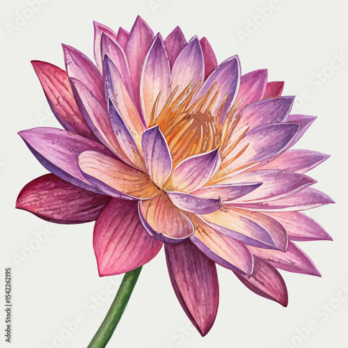 pink water lily