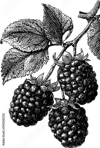 Vintage fruit preserve label design with engraved raspberry illustration