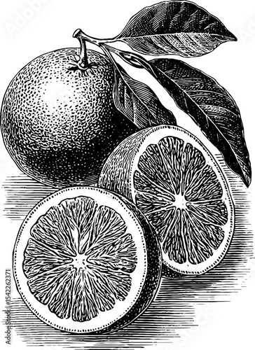 Vintage engraving of fruit slices on cutting board for culinary and design inspiration