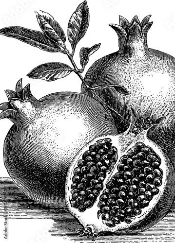 Vintage still life of fruit in engraving style for artistic design