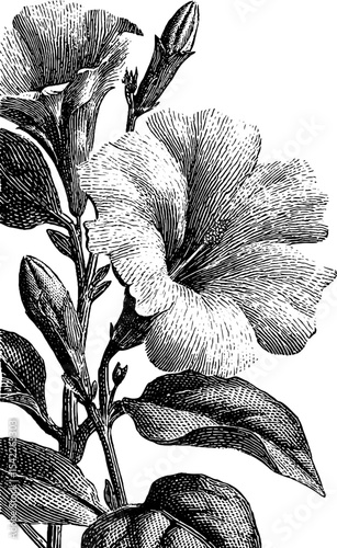 Vintage floral frame with hatched engraving style for elegant design projects