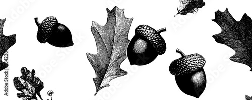 Vintage engraving style leaf and acorn pattern for nature-themed design