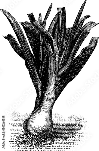Vintage engraving of leek bunch with classic aesthetic for design and art projects