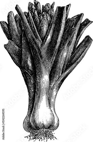 Vintage engraving style leek bunch illustration for kitchen decor or culinary design