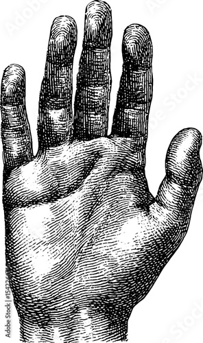 Vintage engraving of open hand with pencil art detailing