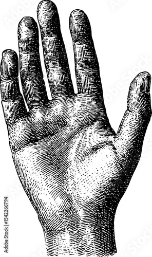 Vintage engraved palm illustration in pencil style for artistic design