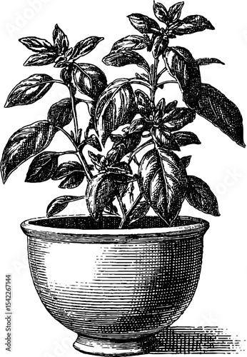 Vintage engraving style pesto bowl with basil plant for kitchen decor and design