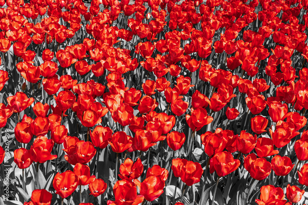 custom made wallpaper toronto digitalred tulips in the garden. the leaves and stems of the tulips are black and white
