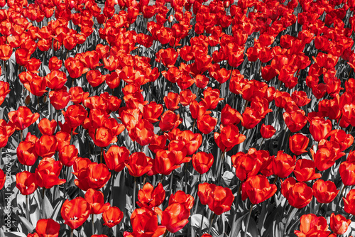 red tulips in the garden. the leaves and stems of the tulips are black and white