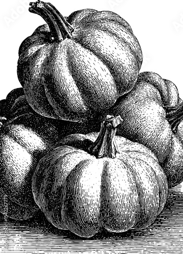 Vintage pumpkin and squash pile engraving design for autumn harvest themes