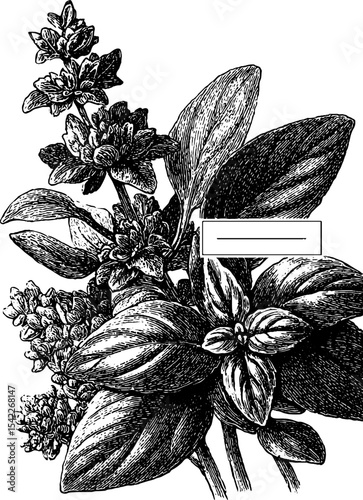 Vintage herb border engraving for recipe sheet design