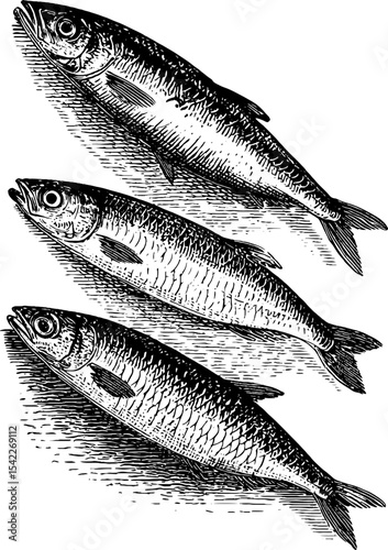 Vintage engraving of sardines in tin with classic aesthetic for nautical design