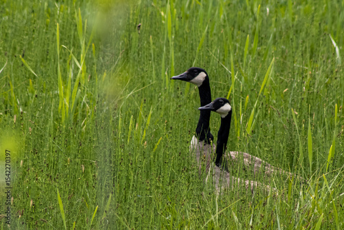 geese in the grass