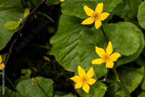 yellow flowers in water