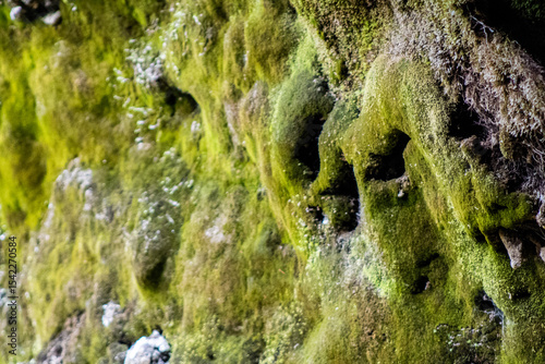 moss on rocks