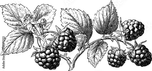 Blackberry bramble and lingonberry jar design for botanical art and decoration