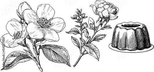 Blossom jelly ring and jasmine mousse cup with botanical illustrations for culinary inspiration