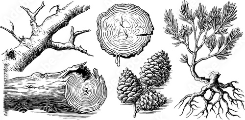 Elements of nature: detailed birch twig, tree rings, and pine cones for botanical design