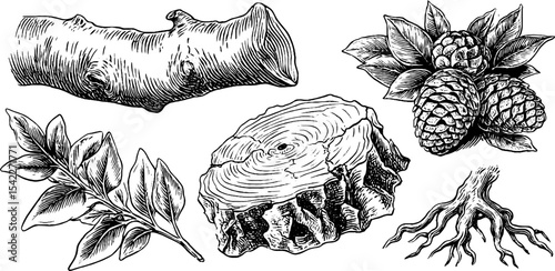 Rustic nature elements featuring birch twigs, tree ring, pine cones, and roots for design