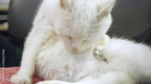 White cat cleaning himself on chair 4k
