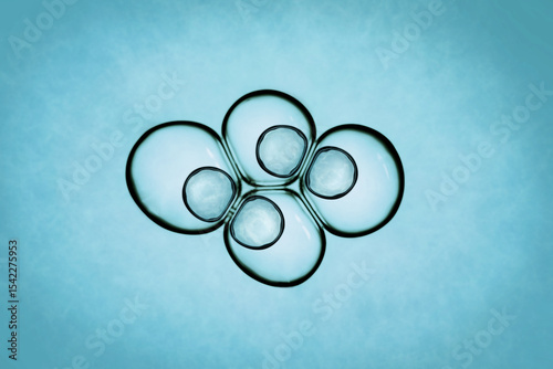 Cells division process, Cell divides into two cells