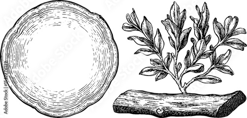 Engraved rune board with curled tree branch for mystical decoration