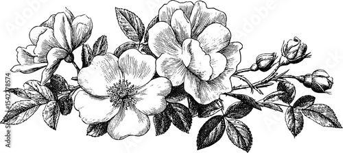 Elegant floral design with fringed edge hem and scallop border stitch for sewing and craft projects