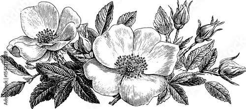 Vintage botanic floral design with rose and leaves for embroidery projects